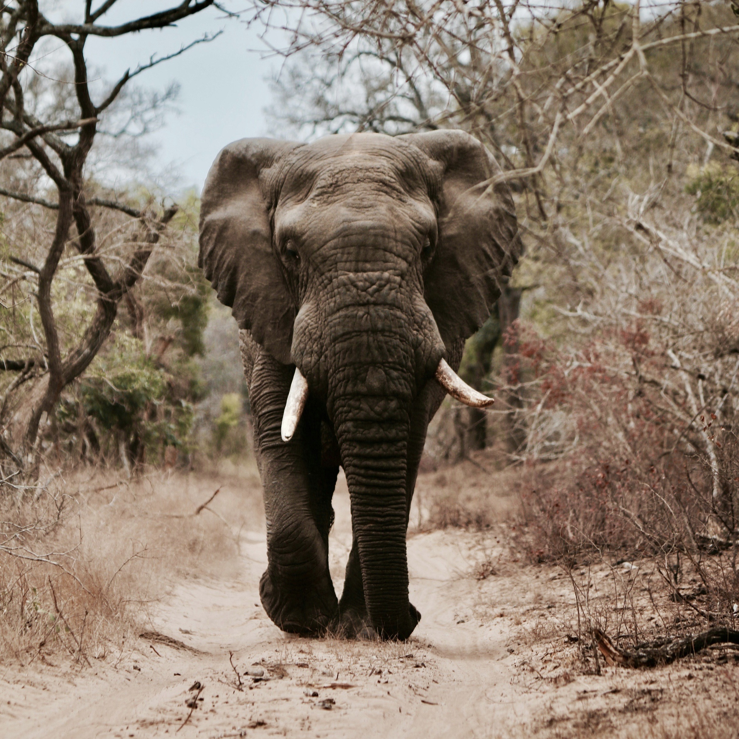 a picture of an elephant walking