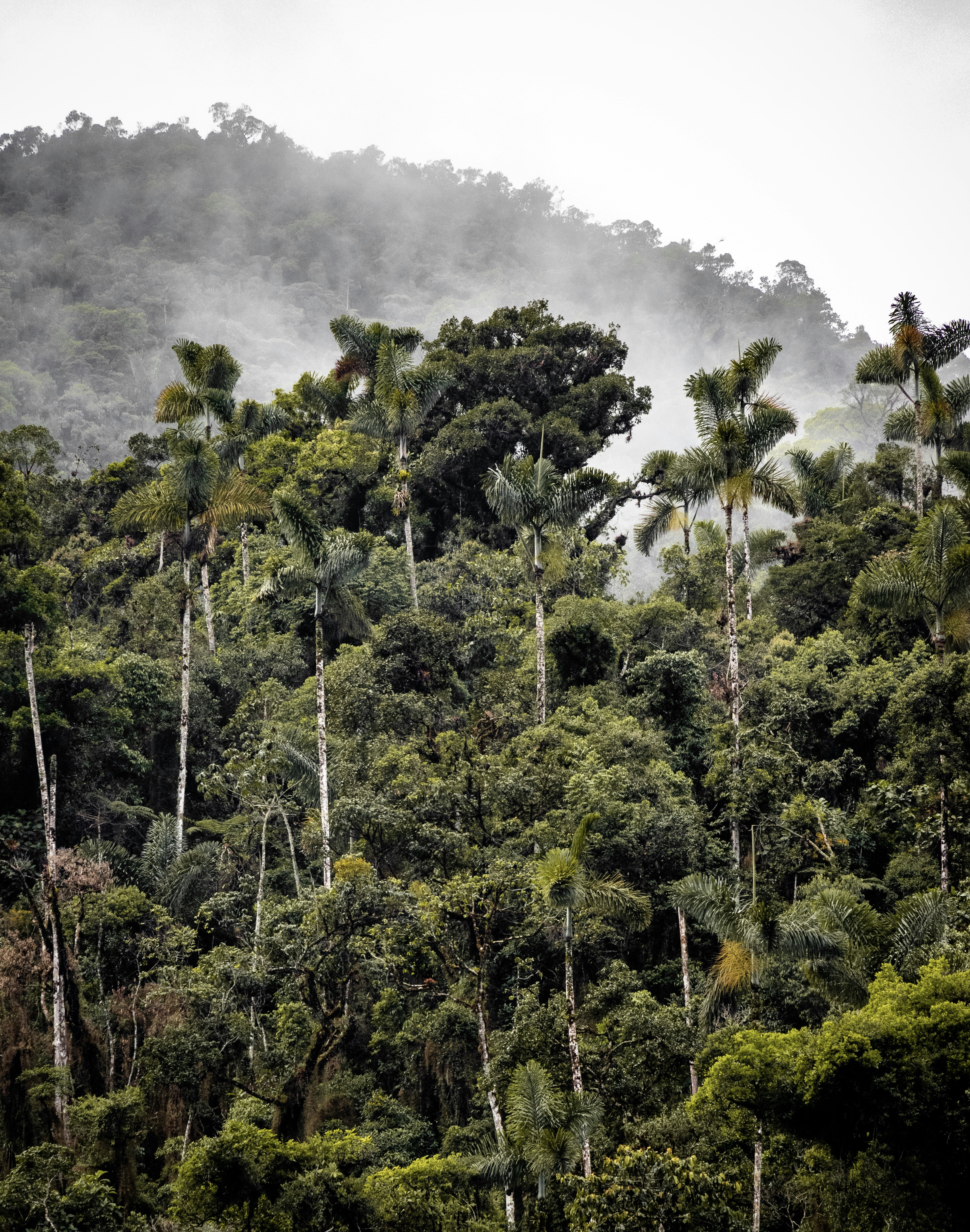 picture of a forest