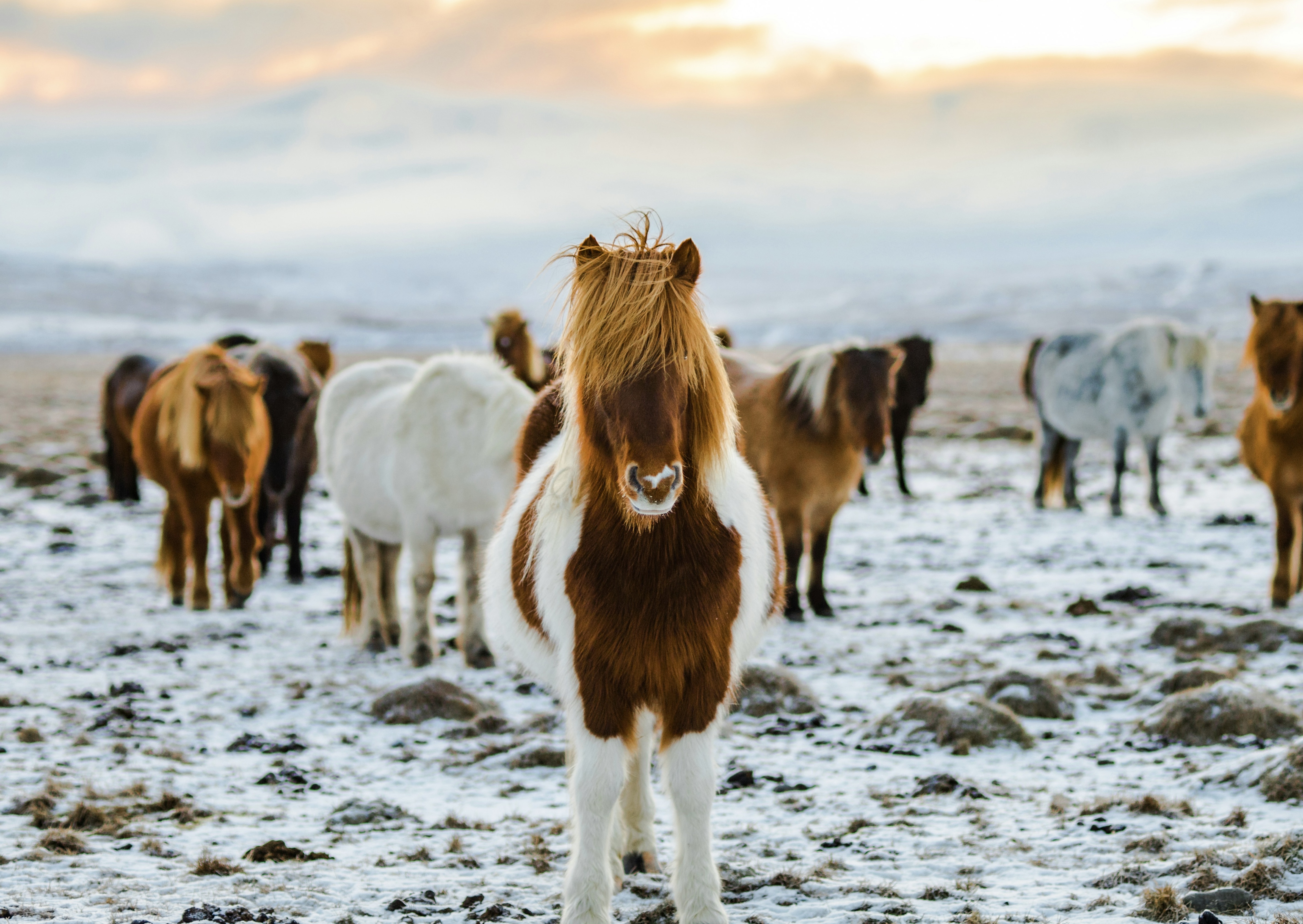 A picture of some horses