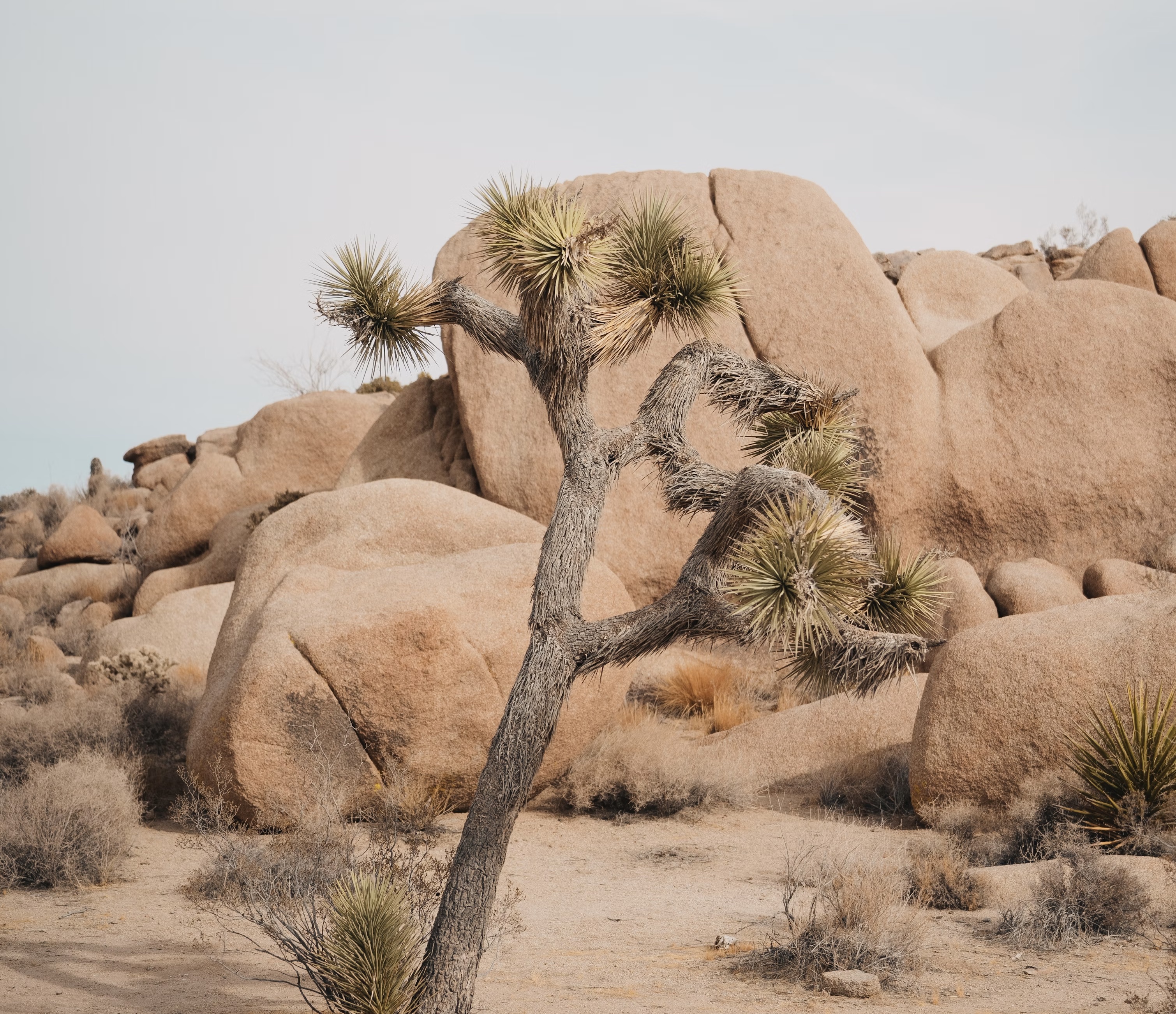 image of a small tree on the desert.